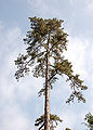 Corsican Pine Pinus nigra laricio Tree Top 2000px.jpg