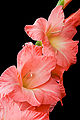 Pink Gladiolus.jpg