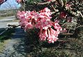 Viburnum-farreri-flowers.JPG