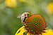 Yellow Coneflower Echinacea paradoxa Closeup Bee 3008px.jpg