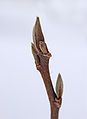 Beaked Stewartia Stewartia rostrata Bud 2000px.jpg