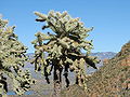 Chain-fruit cholla.jpg