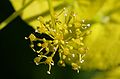 Smyrnium-perfoliatum-flowers-close.JPG