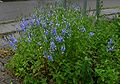 Veronica-officinalis-habit.JPG