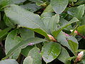 Florida Azalea Rhododendron austrium Plant 3264px.JPG