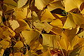 Ginkgo Tree Ginkgo biloba Leaves Fallen 3008px.jpg