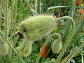 Papaver alpinum bud.jpg