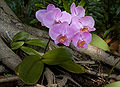 Phalaenopsis purple cultivar 2.jpg