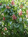 Aesculus-carnea-flowers.JPG