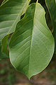 Magnolia sprengeri 'Diva' Leaf 2000px.jpg