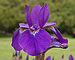 Siberian Iris Iris sibirica Flower Closeup 2520px.jpg