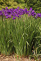 Siberian Iris Iris sibirica Plants 2000px.jpg