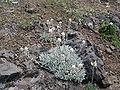 Smelowskia calycina.jpg