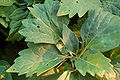 Alleghany Pachysandra Pachysandra procumbens Leaves 3008px.JPG