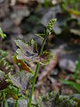 American Alumroot Heuchera americana 'Garnet' Stalk 2448px.JPG