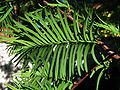 Metasequoia glyptostroboides leafs.jpg