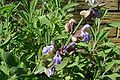 Salvia-officinalis-flowers.JPG