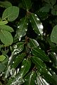 Prunus-lusitanica-leaves.JPG