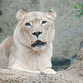 African Lion Panthera leo krugeri Female 2000px.jpg
