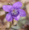 Alpine Violet Viola labradorica Flower Closeup 1456px.jpg