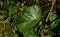 Betula-pubescens-downy-leaves.JPG