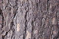 Canada Hemlock Tsuga canadensis 3008px.JPG