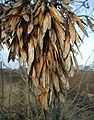 Fraxinus-excelsior-seeds.JPG