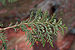 Sawara Falsecypress Chamaecyparis pisifera Sprig 3008px.jpg