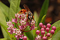 Swamp Milkweed Asclepias incarnata Insect Front 3008px.jpg