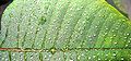 2008 05 17 - Euphorbia pulcherrima 05a.JPG