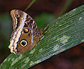 Owl Butterfly Caligo atreus dionysos 1826px.jpg