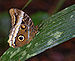 Owl Butterfly Caligo atreus dionysos 1826px.jpg