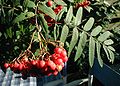 Sorbus-aucuparia-berries.JPG