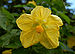 Abutilon x hybridum 'Moonchimes' Flower 2800px.jpg