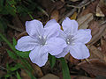 Wild Petunia Blue Flower 2.JPG