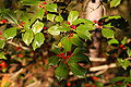 American Holly Ilex opaca Sprig 3008px.jpg