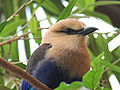 Blue-bellied Roller Coracias cyanogaster Closeup 2000px.jpg