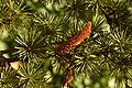 Atlas Cedar Cedrus atlantica Cone 3008px.jpg