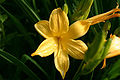 Hemerocallis-hybrida-flower.JPG