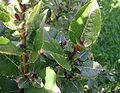 Salix-hastata-leaves.JPG