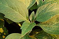 Alleghany Pachysandra Pachysandra procumbens Closeup 3008px.JPG