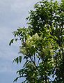 Fraxinus-ornus-flowering.JPG