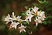 Rhododendron Cultivar White Dark 3008px-edit.jpg