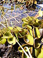 Salvinia auriculata2.jpg