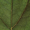 Sunflower leaf structure.jpg
