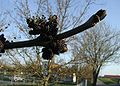 Fraxinus-excelsior-male-flowers.JPG