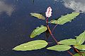 Persicaria amphibia flower.JPG