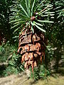 Pseudotsuga menziesii 28226.JPG