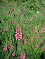 Erica-vagans-flowers.JPG