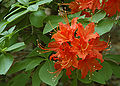 Flame Azalea Rhododendron calendulaceum 'Mandarin Red' Flower Head 2790ox.jpg
